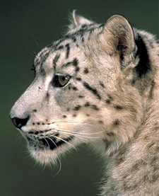 snow leopard photograph